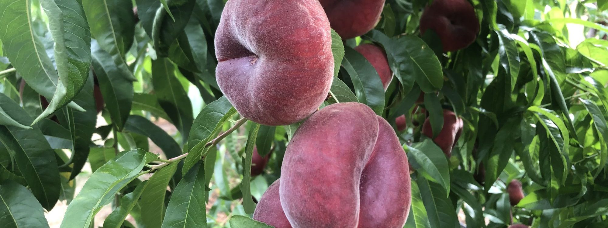 IMG_3281 2000X750 | La Pommeraie La Pommeraie, votre partenaire local Barr