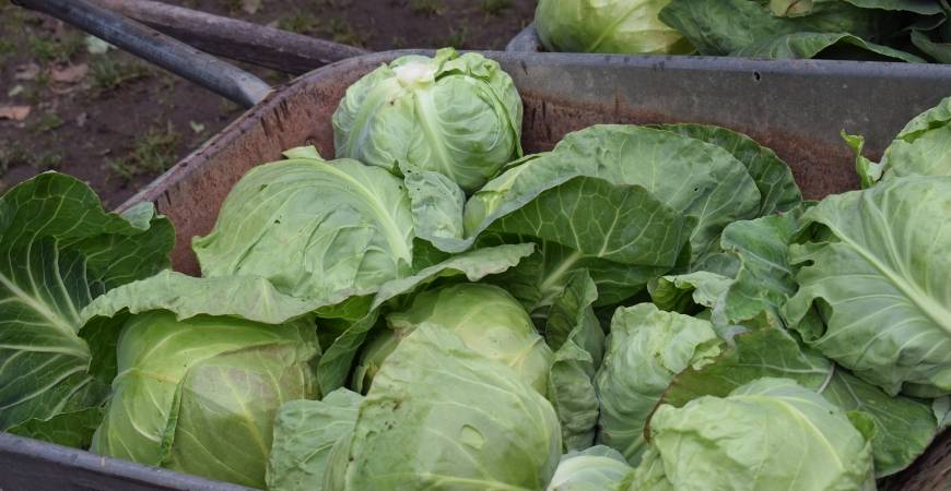 Pourquoi faire le choix de consommer local et de saison ? Ensisheim