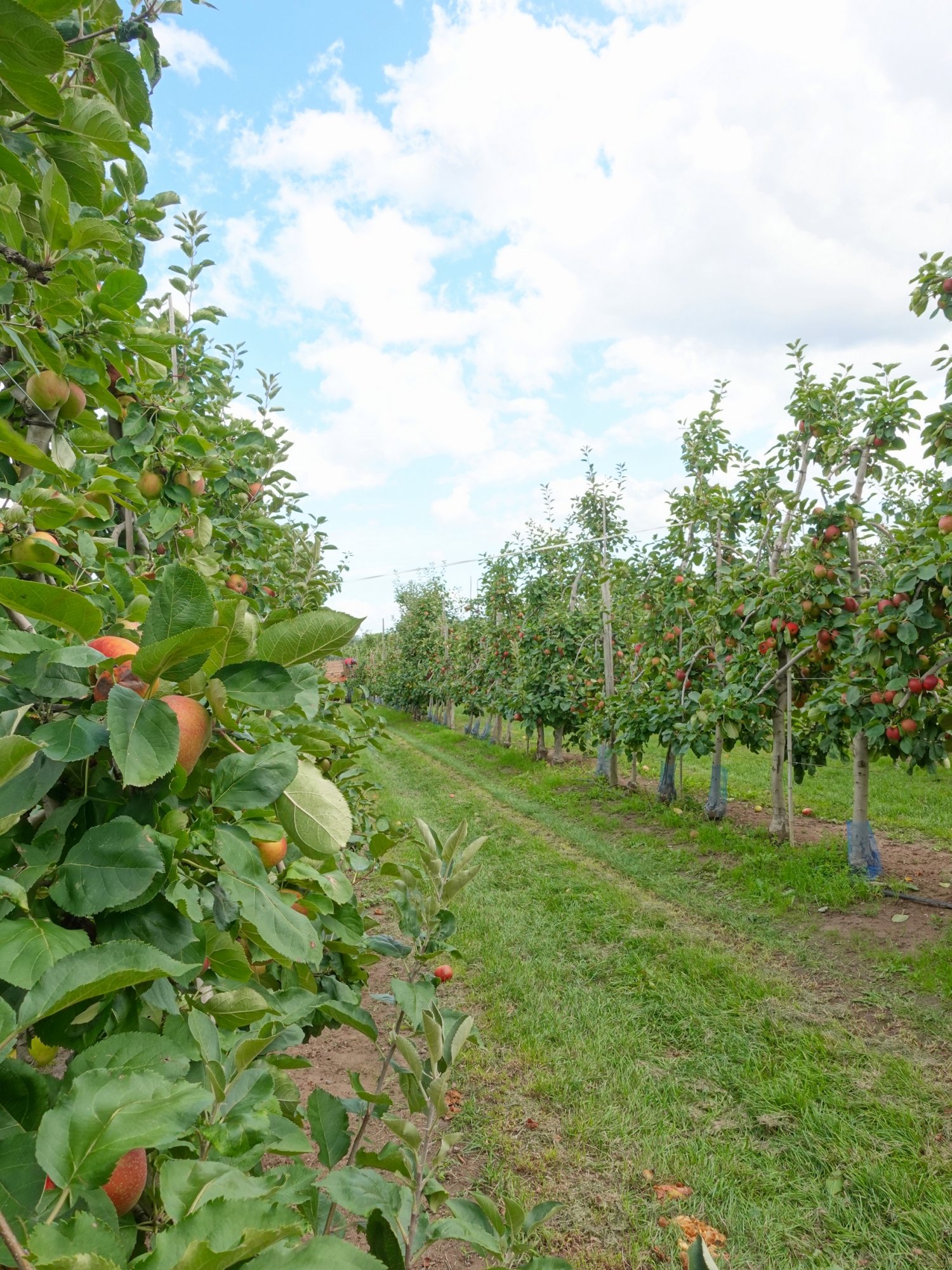 Bienvenue à La Pommeraie près de Colmar, entreprise familiale ! Wittenheim