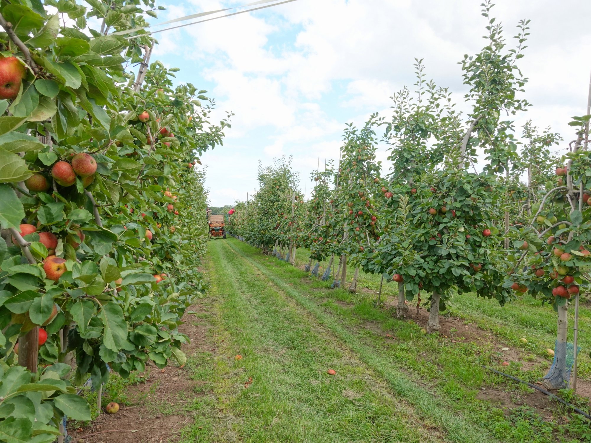 Venez découvrir le magasin et le verger de La Pommeraie près de Colmar dans le Haut-Rhin ! Saint-Dié-des-Vosges