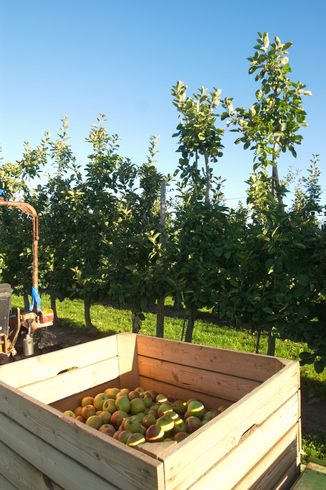 La Pommeraie : une ferme familiale éco-responsable ! Colmar