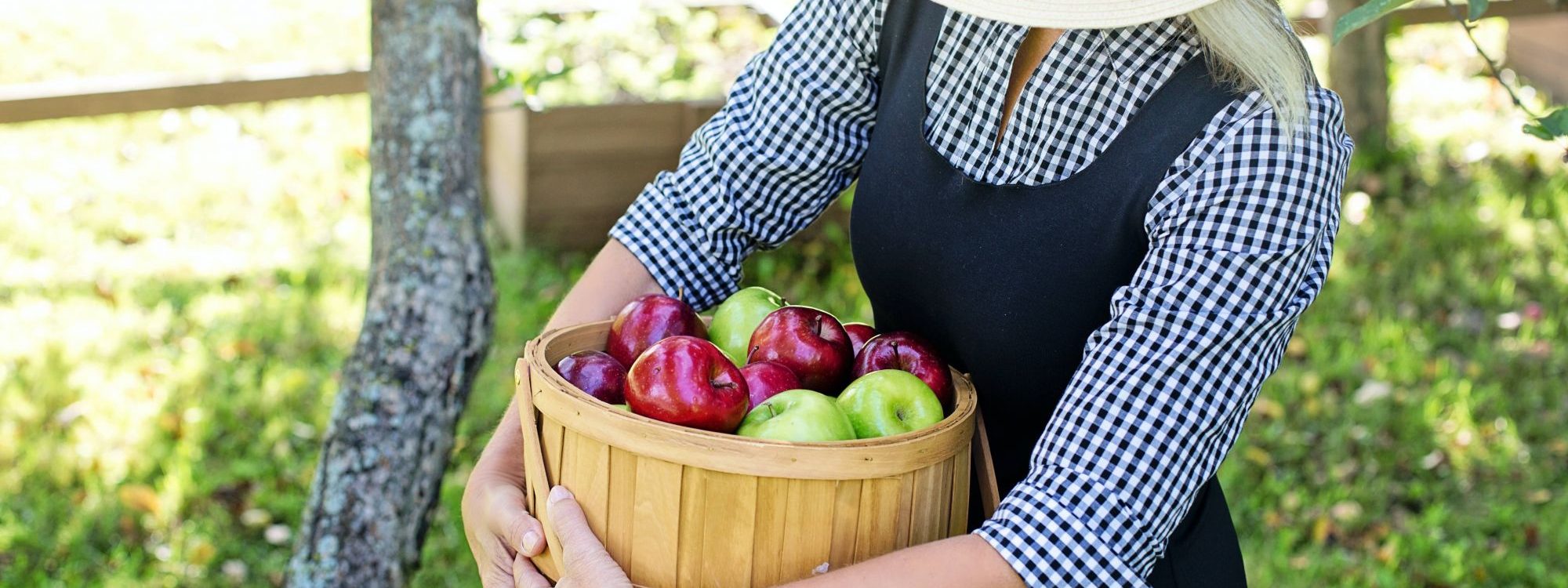 ACTIVITES_CUEILLETTE_1 2000X750 | La Pommeraie Comment récolter vos fruits et légumes ? Wintzenheim