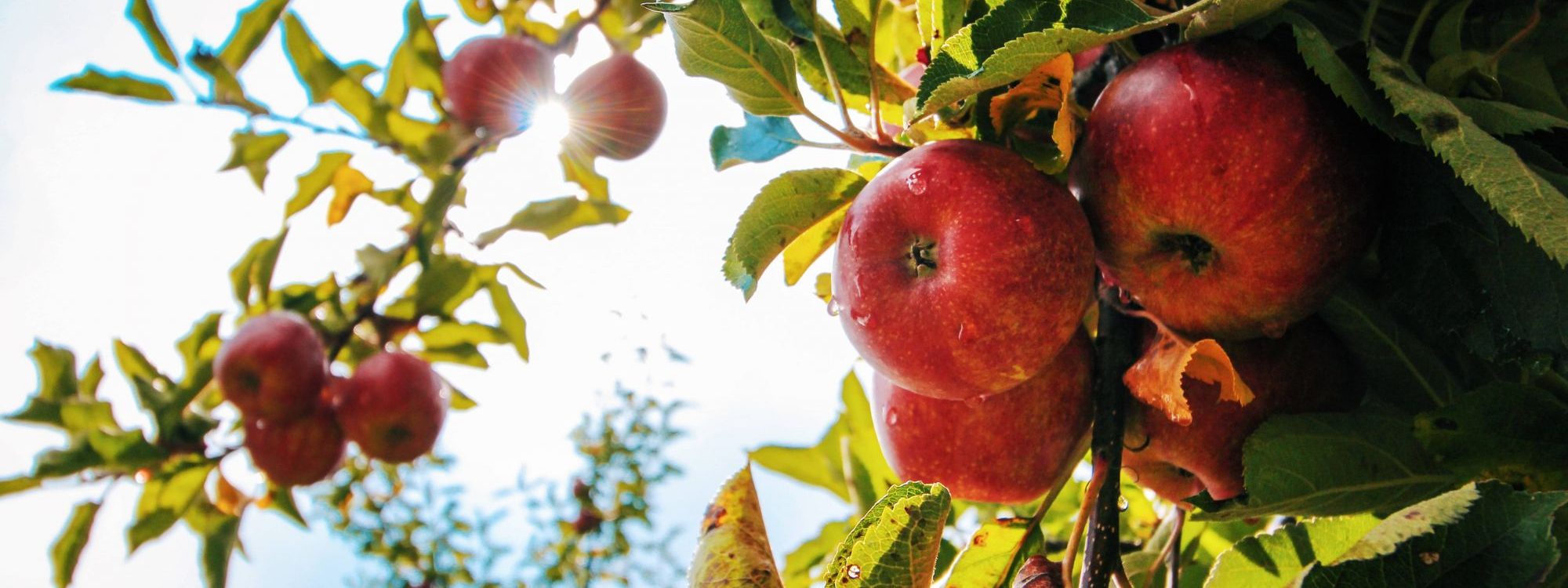 Quel arbre fruitier craint le gel ? Sélestat