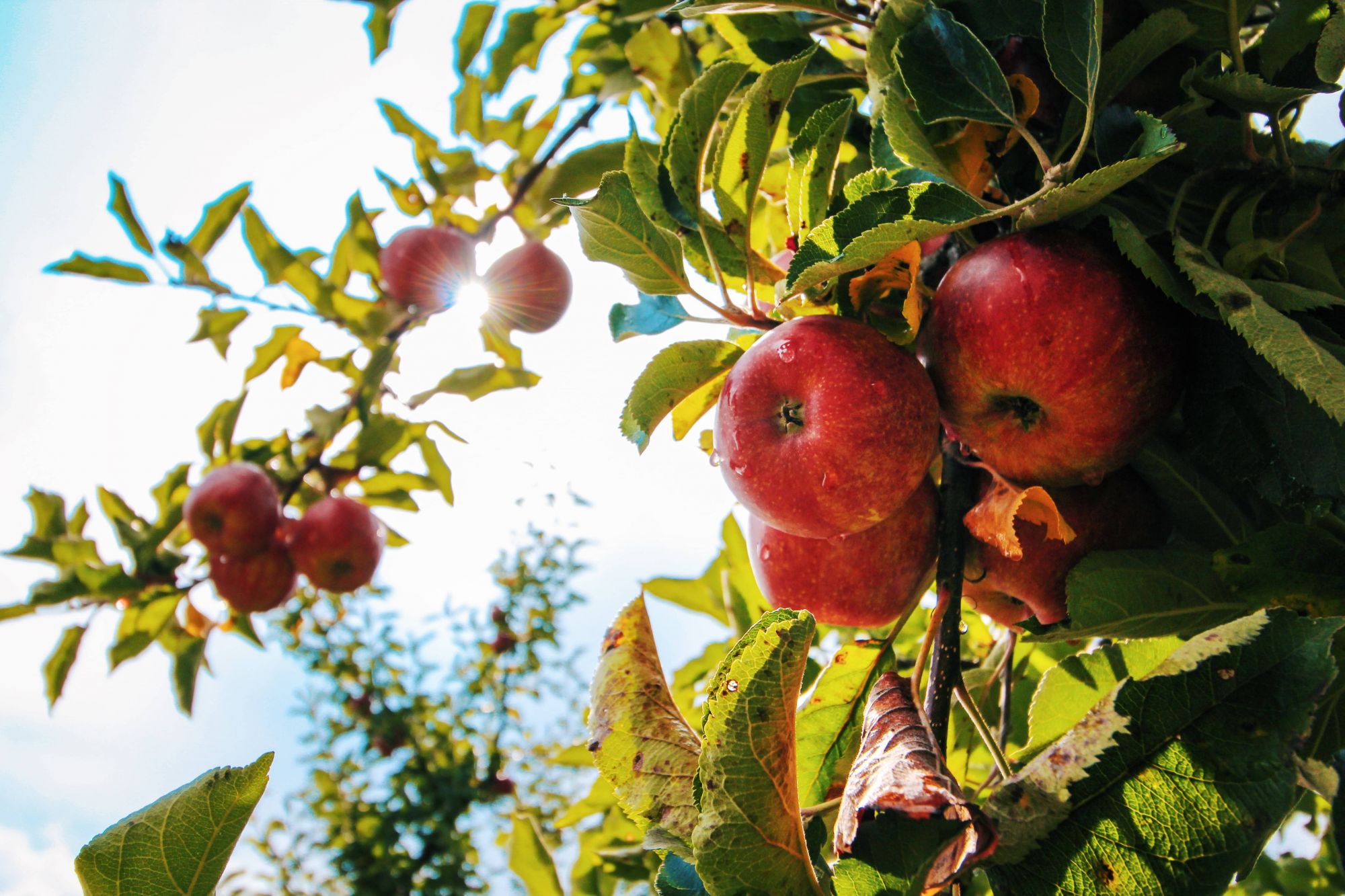 Quel arbre fruitier craint le gel ? Sélestat