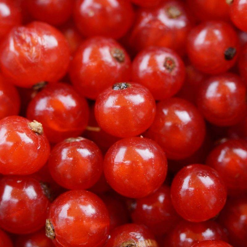 Production et vente de fruits et produits frais à côté de Colmar Sélestat 1