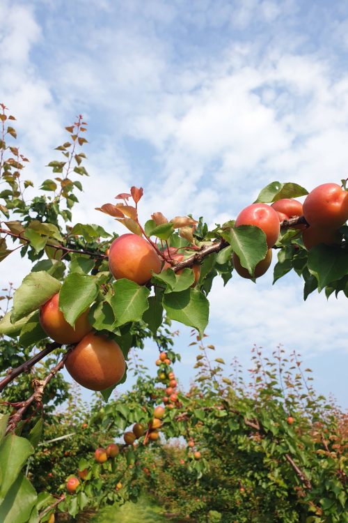 La Pommeraie : votre producteur de fruits de saison. Wintzenheim 3