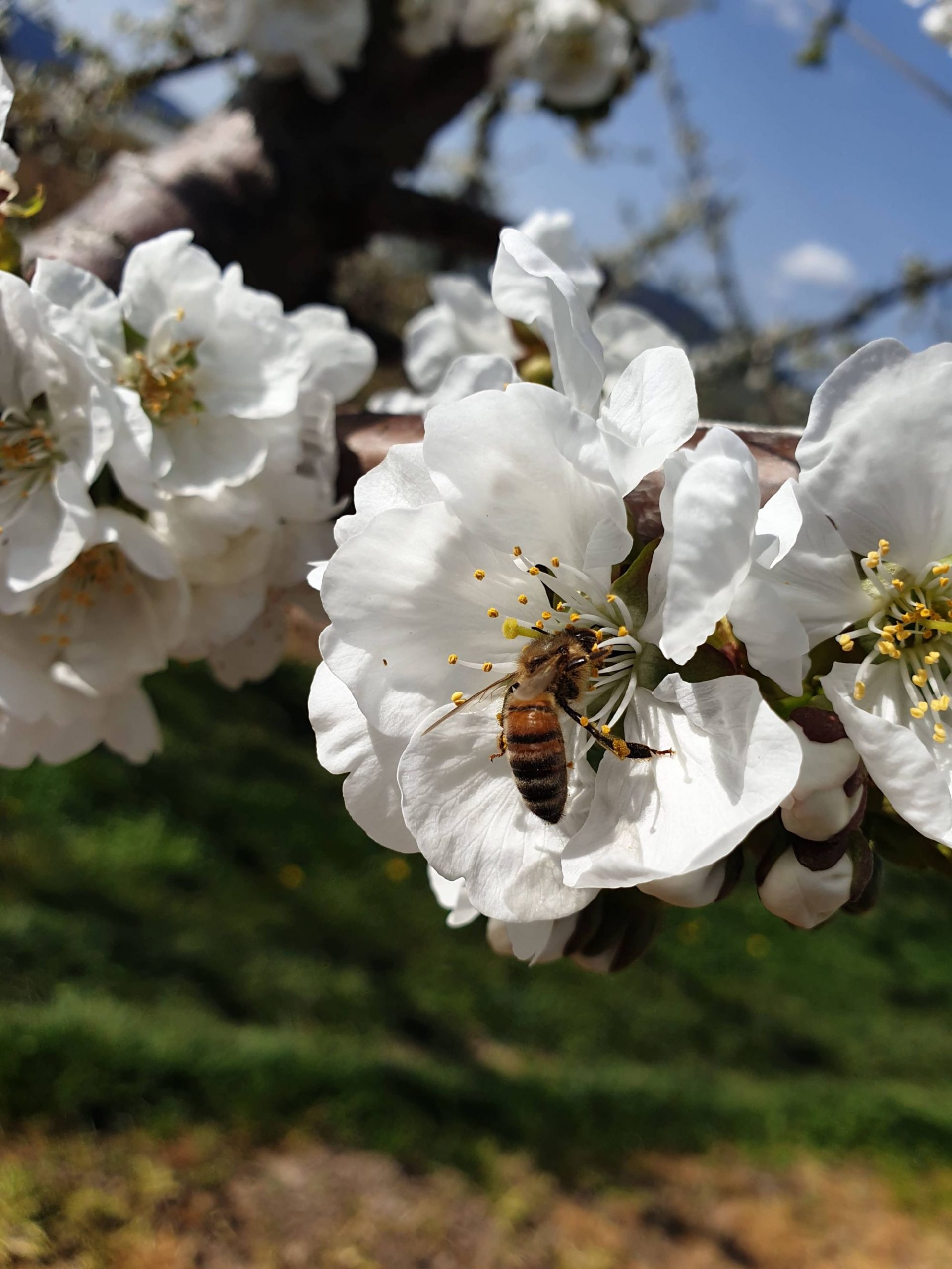 La Pommeraie : votre producteur de fruits de saison. Wittenheim 4