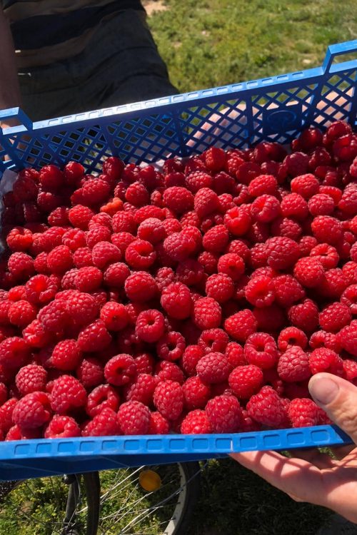 POMMERAIE_7 500X750 | La Pommeraie Production et vente de fruits et produits frais à côté de Colmar Soultz-Haut-Rhin 8