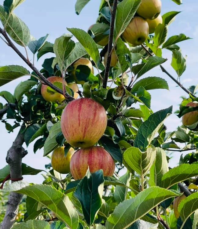 CUEILLETTE POMME 648X750 | La Pommeraie Fin de la libre cueillette de pommes ! Wittenheim