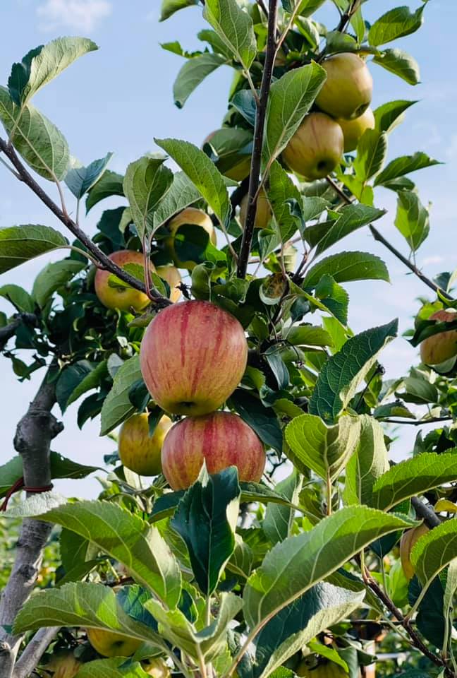 Fin de la libre cueillette de pommes ! Wittenheim