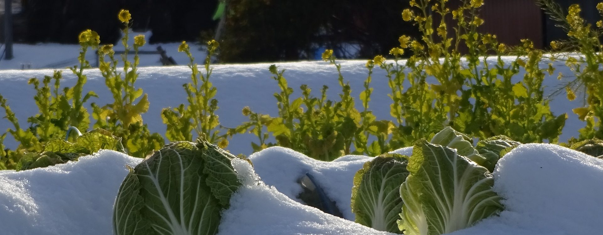 Que faire du potager en hiver ? Guebwiller