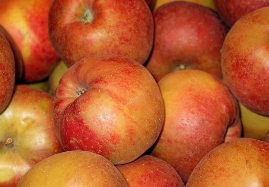 Quelle variété de pomme choisir ? Barr 12