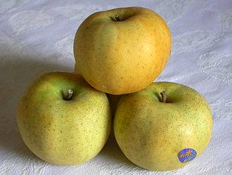Quelle variété de pomme choisir ? Colmar 15