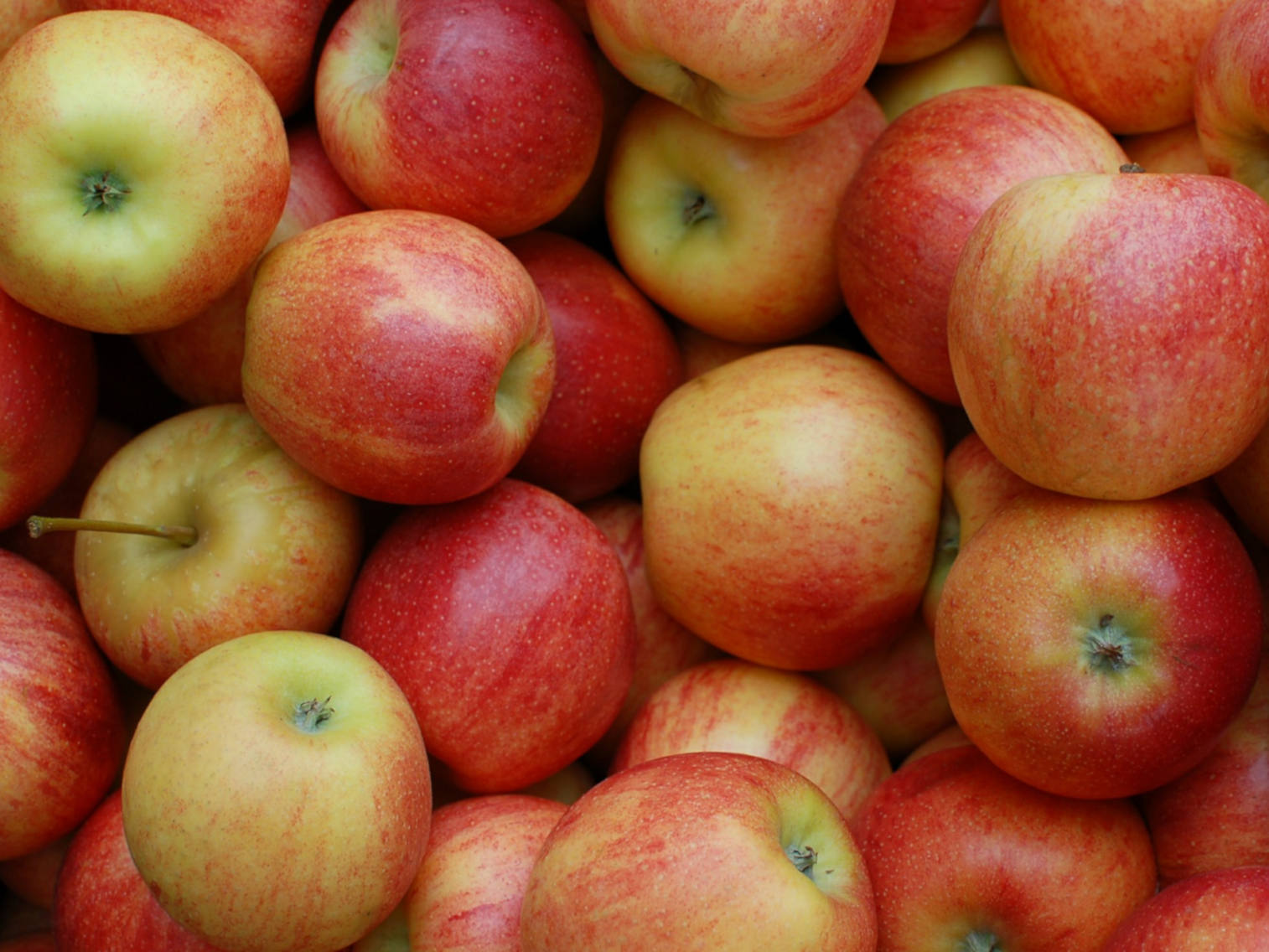 OFFRE SPECIALE DUO DE POMMES EN COLIS DE 5 KGS- 9.90€  LE COLIS SOIT 1.98€ LE KILO. PROFITEZ EN !!!! Ensisheim