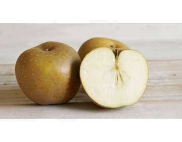 Quelle variété de pomme choisir ? Sélestat 13