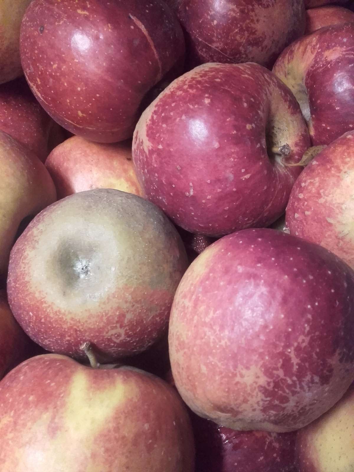 Quelle variété de pomme choisir ? Saint-Dié-des-Vosges 4