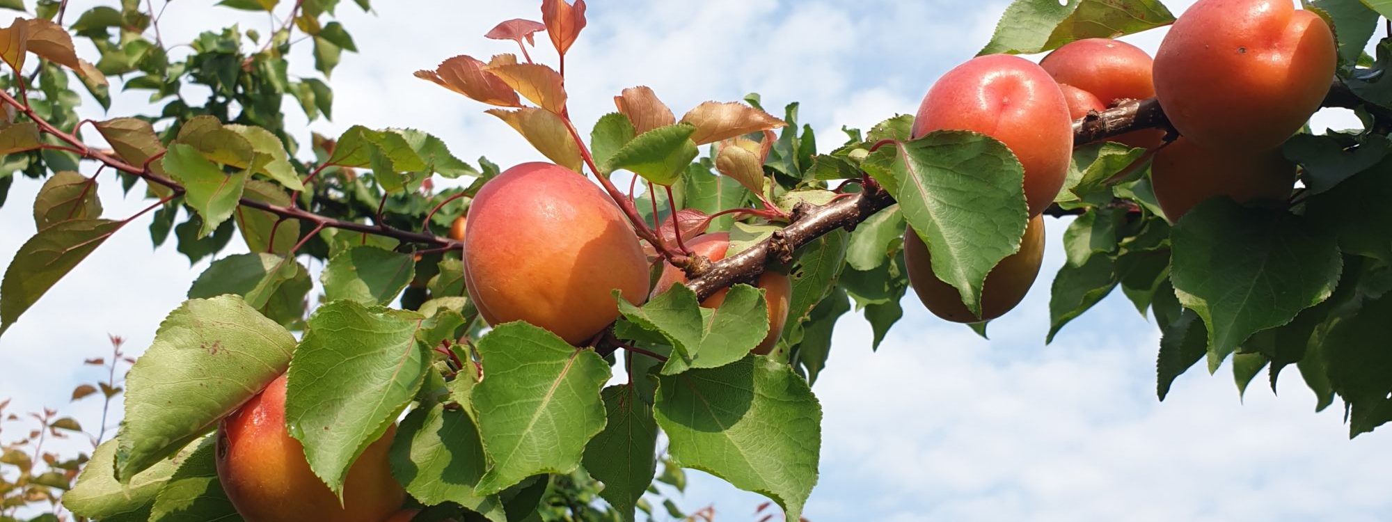 En Direct &#8211; Fruits disponibles dans votre magasin La Pommeraie, légumes production Alsace Colmar