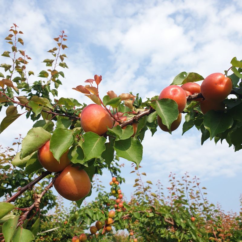 Production et vente de fruits et produits frais à côté de Colmar Wittenheim 2