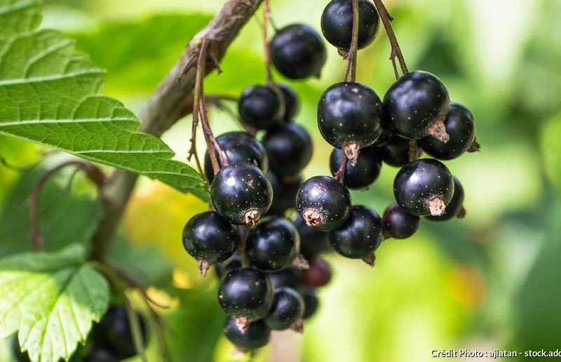 Production et vente de fruits et produits frais à côté de Colmar Guebwiller 7