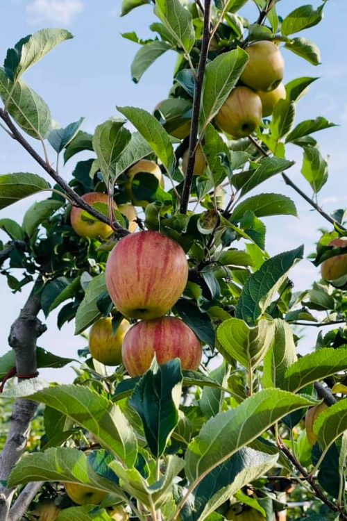CUEILLETTE POMME 500X750 | La Pommeraie Production et vente de fruits et produits frais à côté de Colmar Wittelsheim 9