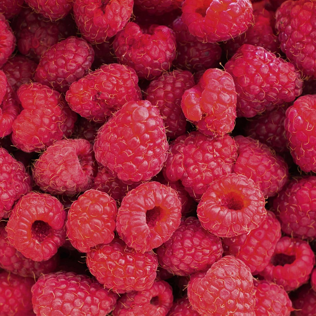 Comment cultiver les framboises ? Barr