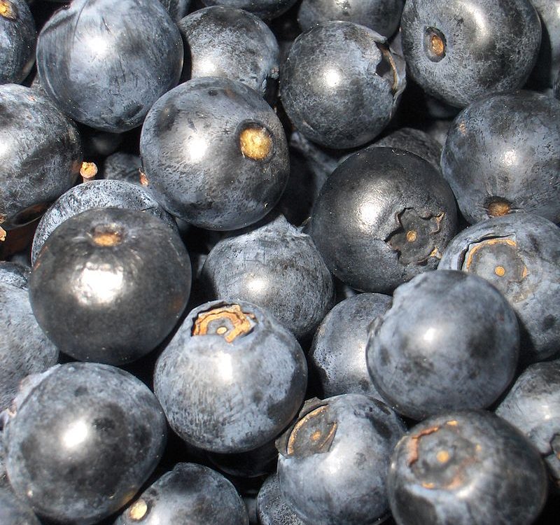 MYRTILLE 800X750 | La Pommeraie Quel plant de myrtilles choisir ? Benfeld