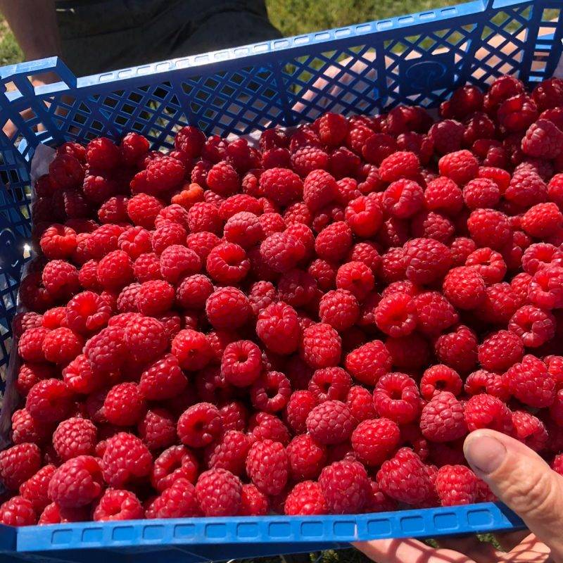 Production et vente de fruits et produits frais à côté de Colmar Wintzenheim 6
