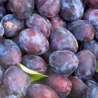 Production et vente de fruits et produits frais à côté de Colmar Benfeld 3