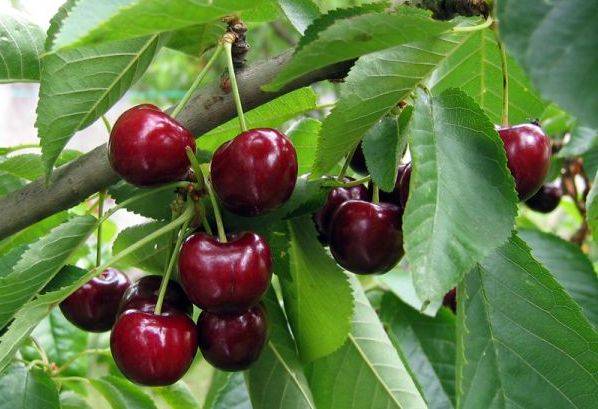 Production et vente de fruits et produits frais à côté de Colmar Gérardmer 5