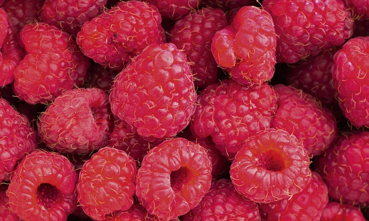 Comment cultiver les framboises ? Barr