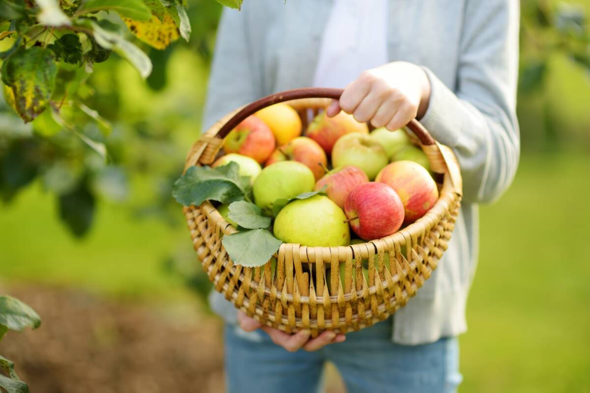 POMMES | La Pommeraie La Pommeraie : votre producteur de fruits de saison à Ammerschwihr Ensisheim