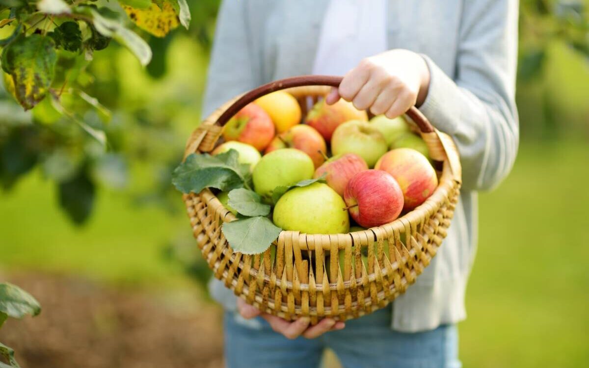 Compote, tarte, crumble : quelle pomme choisir ? Sélestat