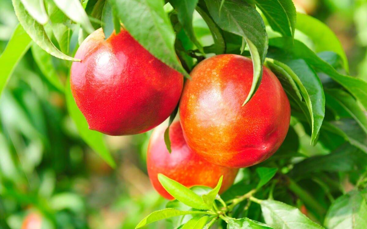 Quels sont les bienfaits des nectarines ? Wittelsheim