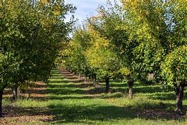 VERGERS FEUILLES | La Pommeraie Quand protéger ses arbres fruitiers du gel ? Ensisheim 0