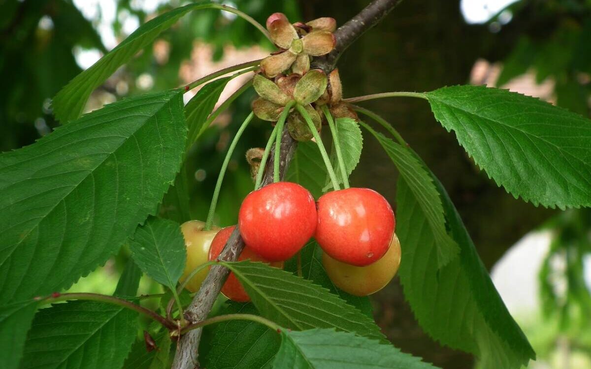 le soleil joue à cache cache mais ça pousse ! Soultz-Haut-Rhin