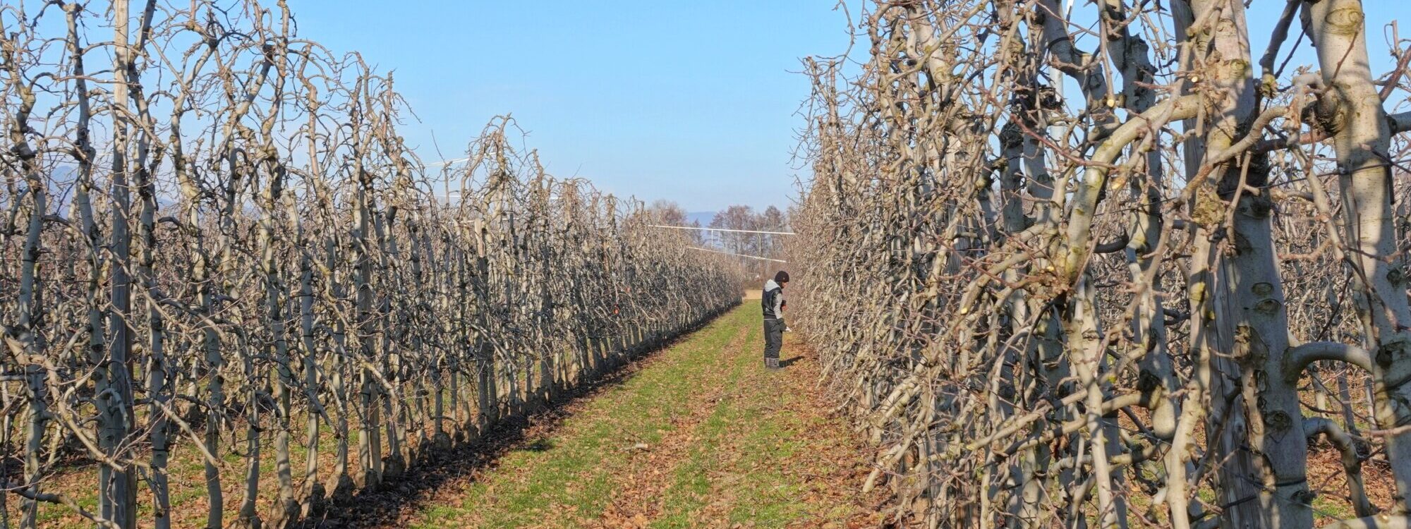 Comment prot&eacute;ger ses pommiers de l’hiver ?