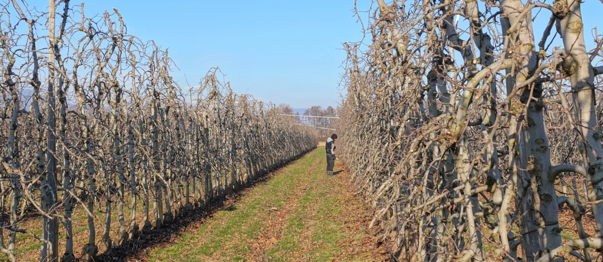Comment prot&eacute;ger ses pommiers de l’hiver ?