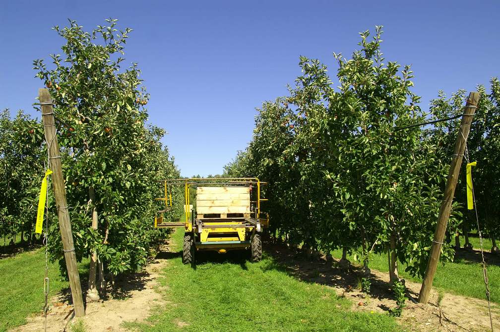VERGER FECHT ENTRETIEN ARBRES FRUITIERS | La Pommeraie Photos page d’accueil Ensisheim 1