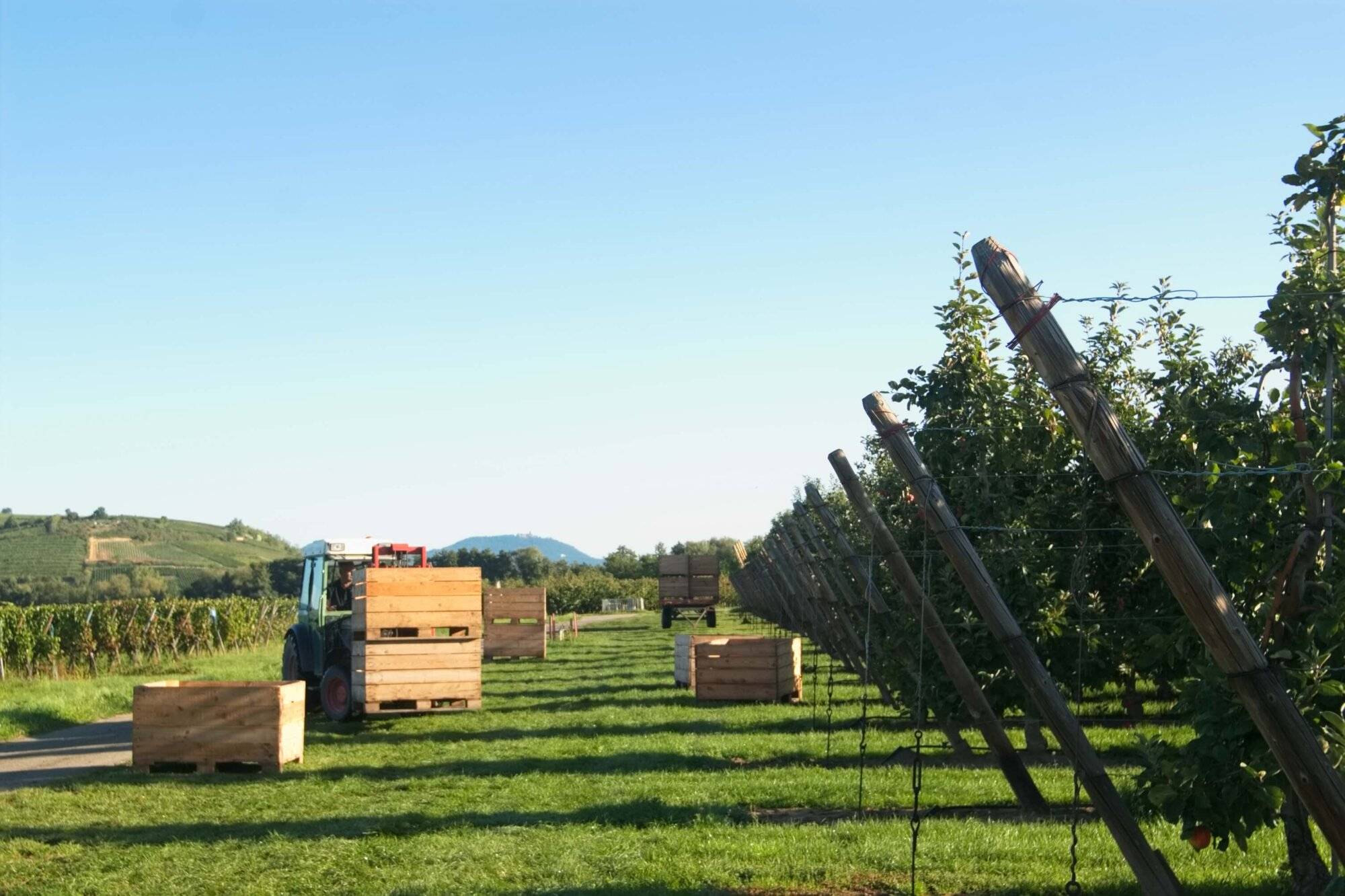 LA POMMERAIE CAISSES CUEILLETTE POMMES 1 | La Pommeraie Photos page d’accueil Barr 10