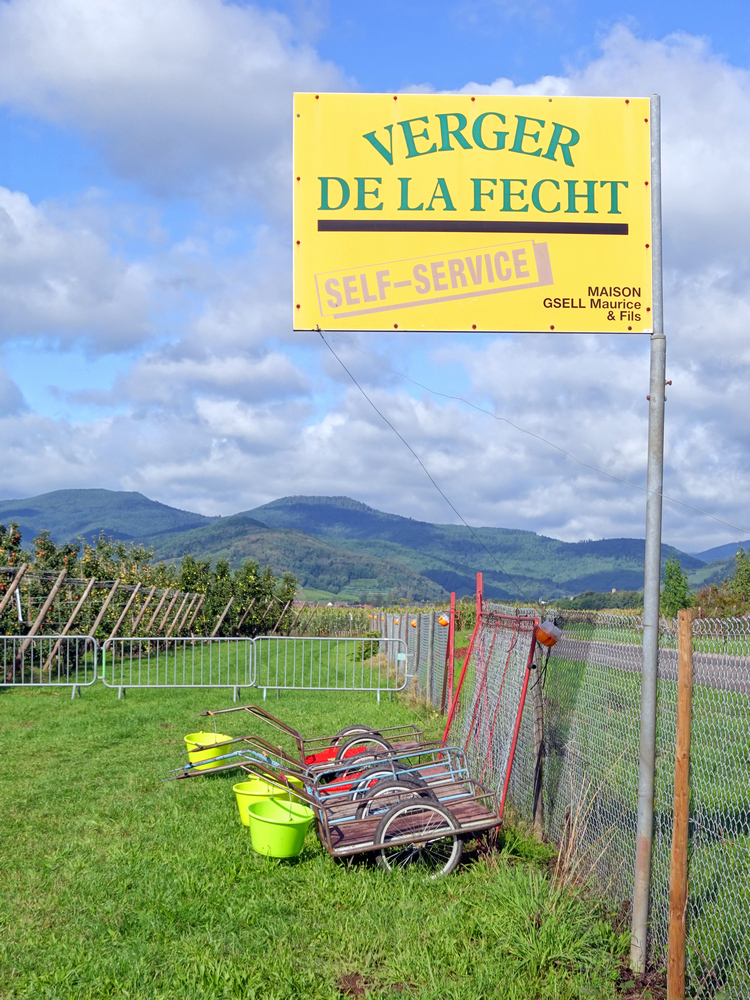 2025 09 06_VERGER DE LA FECHT_001 | La Pommeraie Producteur de fruits de saison, magasin de vente en direct, libre cueillette. 13