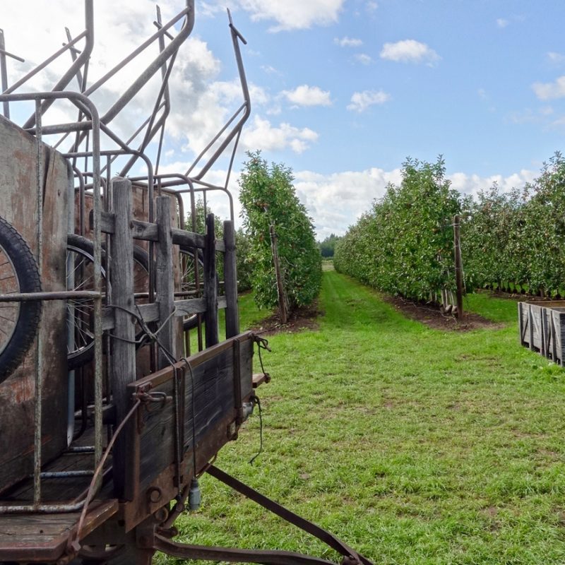 2025 09 06_VERGER DE LA FECHT_003 800X800 | La Pommeraie Producteur de fruits de saison, magasin de vente en direct, libre cueillette. 6