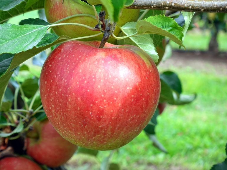 2025 09 06_VERGER DE LA FECHT_008 | La Pommeraie Producteur de fruits de saison, magasin de vente en direct, libre cueillette. 8