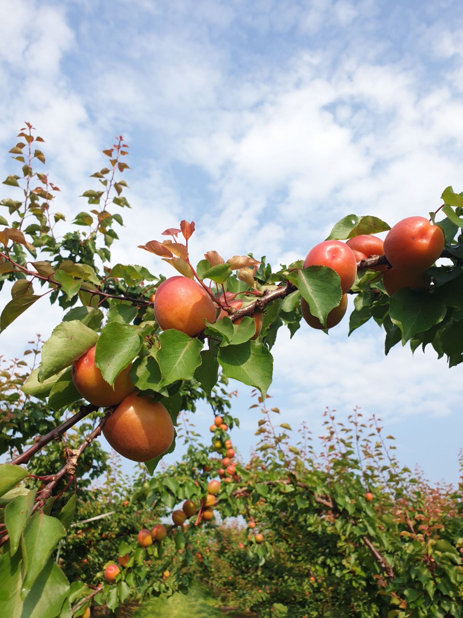 PHOTO N°3 SCALED 1 | La Pommeraie Producteur de fruits de saison, magasin de vente en direct, libre cueillette. 12