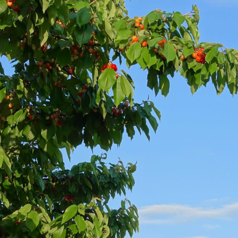 VERGERS_2025 05 13_08 800X800 | La Pommeraie Producteur de fruits de saison, magasin de vente en direct, libre cueillette. 10
