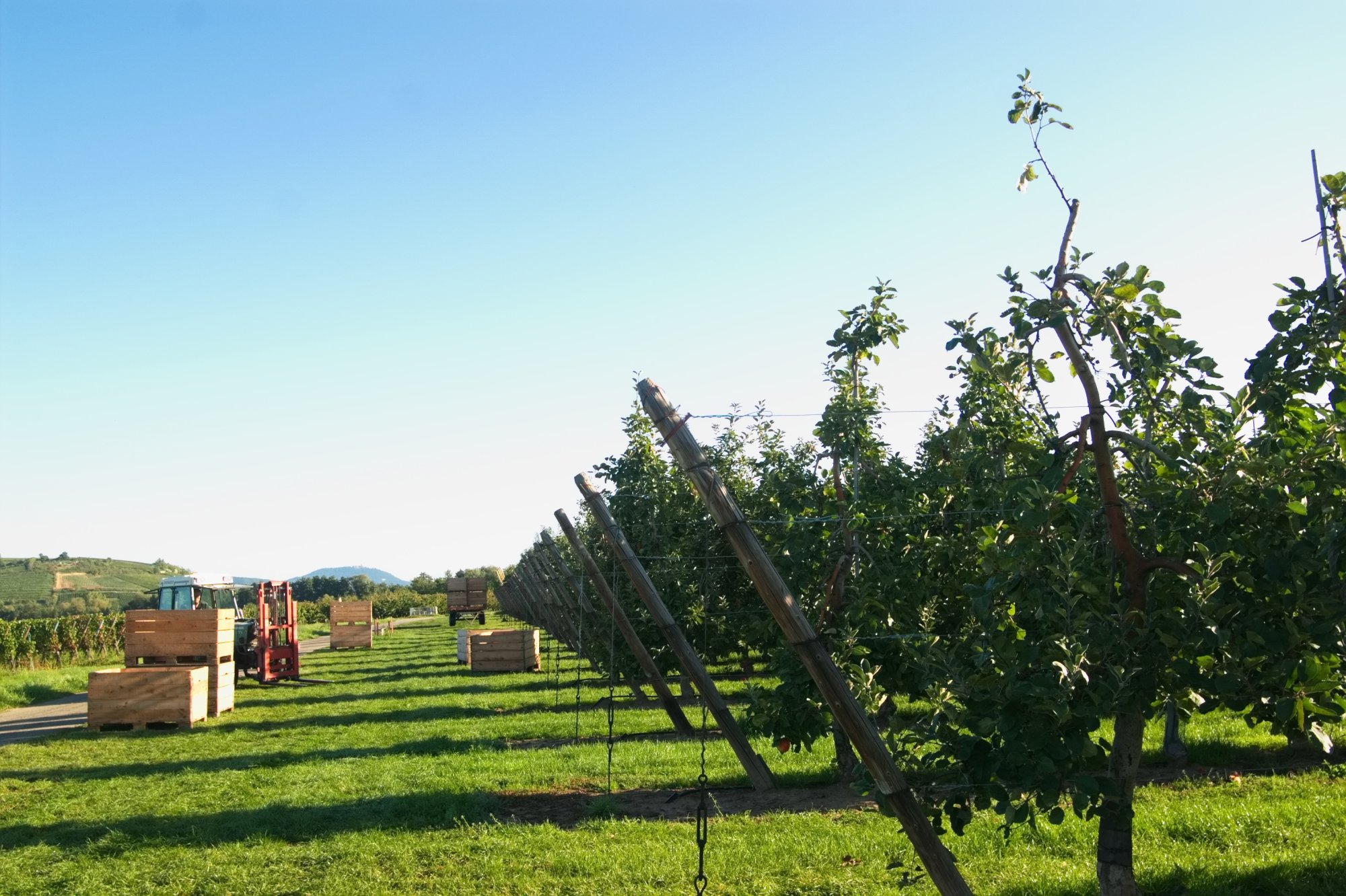 La Pommeraie, producteur de fruits de saison à Ammerschwihr Ensisheim