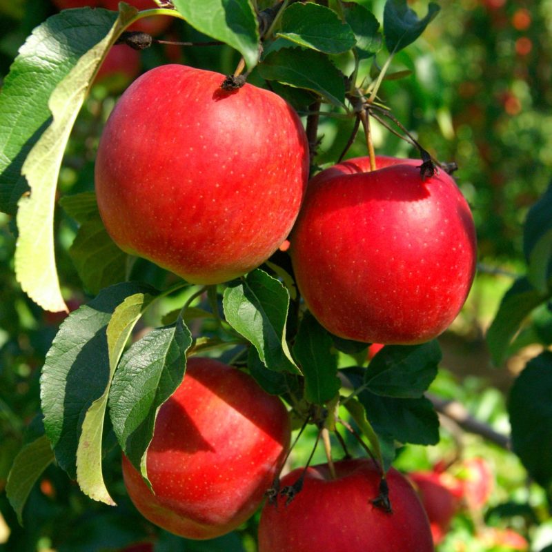 VERGERS_2025 09 19_03 800X800 | La Pommeraie Producteur de fruits de saison, magasin de vente en direct, libre cueillette. 11