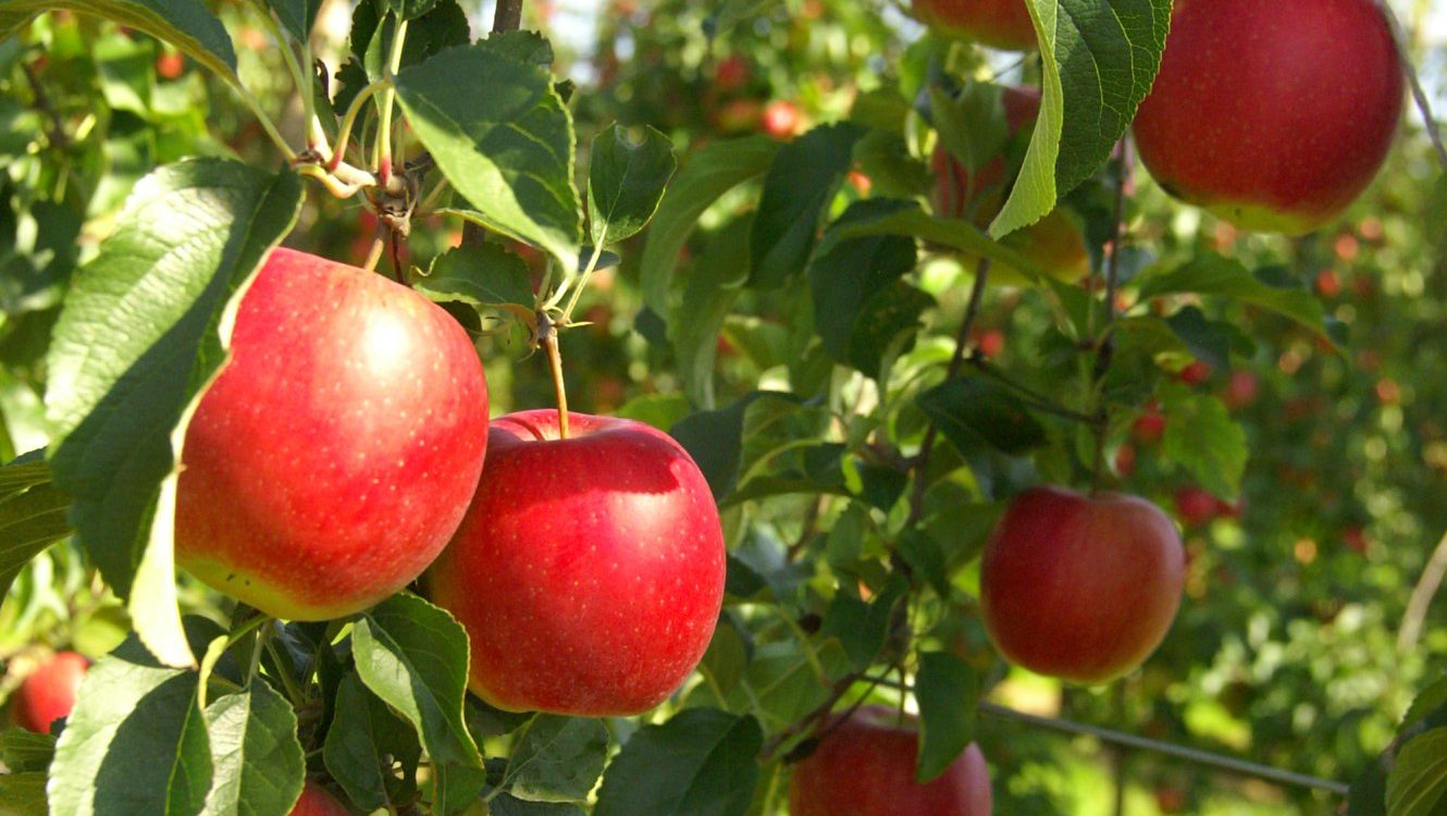 VERGERS_2025 09 19_05 1330X750 | La Pommeraie Comment intégrer les fruits dans vos salades estivales ?