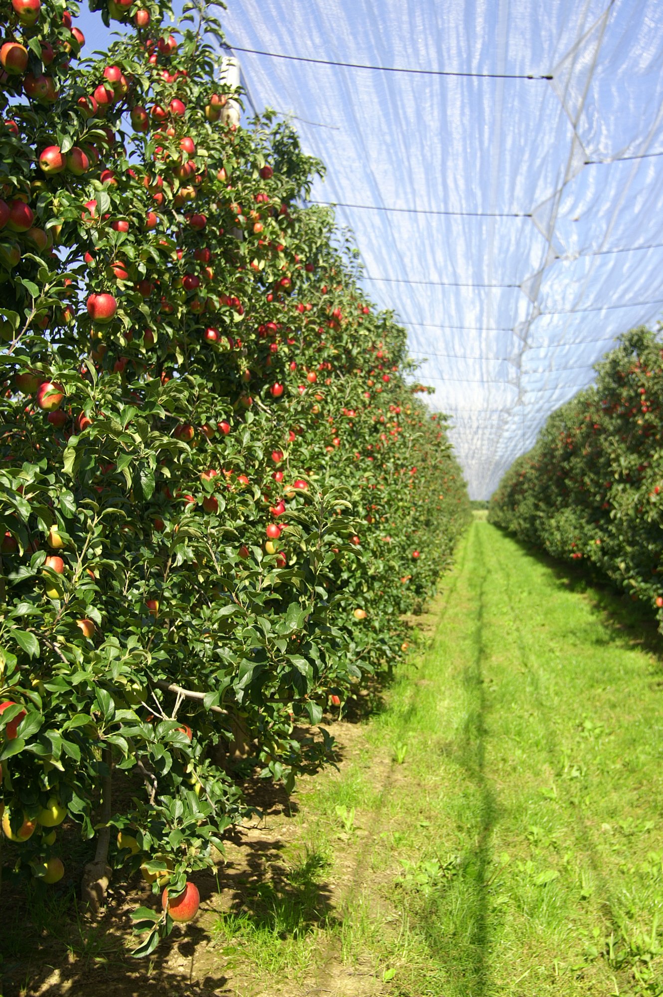 Producteur de fruits de saison. Soultz-Haut-Rhin 2