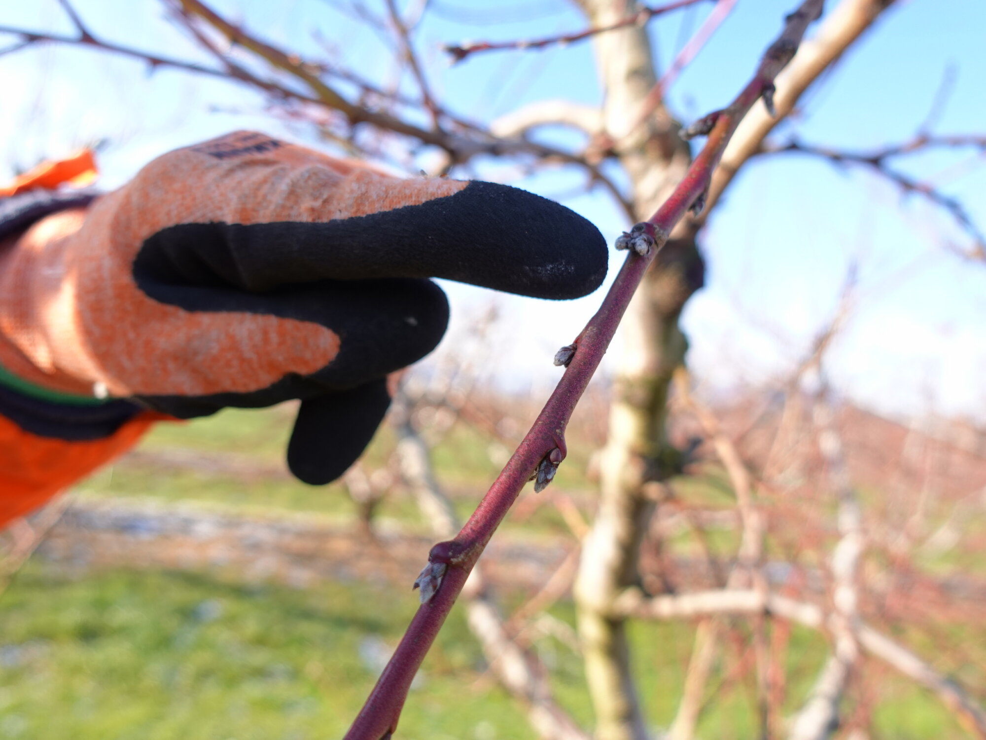 BOURGEONS A GARDER PENDANT TAILLE LA POMMERAIE AMMERSCHWIHR | La Pommeraie Bourgeons à conserver sur pêchers au moment de la taille hivernale. La Pommeraie, Mittelwihr, Bergheim, Munster, Haut-Rhin