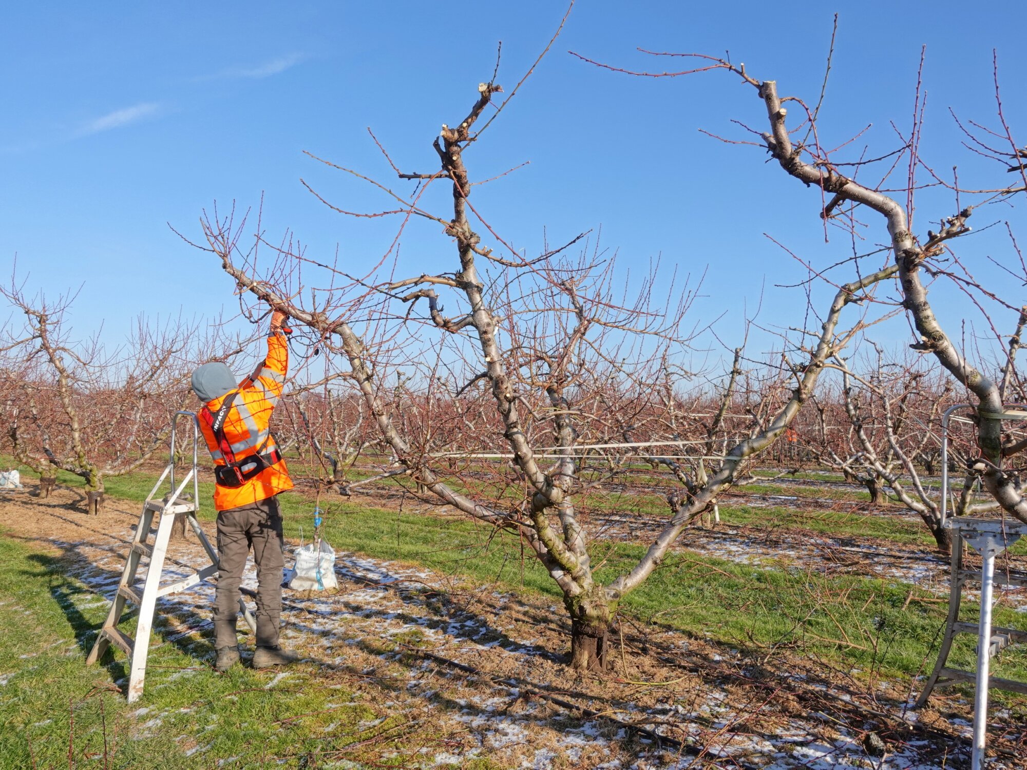 ENTRETIEN PECHERS HIVER LA POMMERAIE AMMERSCHWIHR 1 | La Pommeraie Vergers de pêchers, La Pommeraie, Colmar, Kaysersberg, Haut-Rhin, taille avant saison de croissance